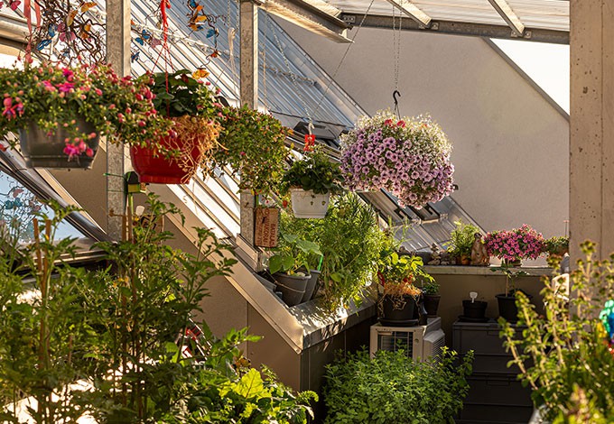 Zahlreiche Pflanzen in Töpfen und Blumenampeln am Balkon.