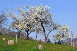 Blühende Obstbäume auf der Obstwiese am Kampmüllerweg