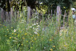 Hoch gewachsene blühende heimische Pflanzen mit Holzzaun im Hintergrund im Naturgarten des Botanischen Garten der Stadt Linz