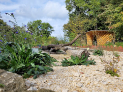 Naturgarten mit heimischen Blumen, Totholz und Steinen im Botanischen Garten der Stadt Linz