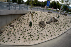 Randstreifen bei der Unterführung Lindengasse in Urfahr mit jungen Staudenpflanzen, Bäumen, Steinen und Totholz