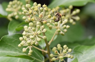 Biene auf Efeublüte