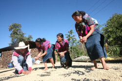Foto: FAIRTRADE Das Bild zeigt drei lachende Frauen und einen Mann mit Hut, die im Freien mit rohen Kaffeebohnen auf einer schwarzen Plastikplane arbeiten. Sie halten jeweils Kaffeebohnen in den Händen. Im Hintergrund sind Bäume und ein überdachter Holzstapel zu sehen.