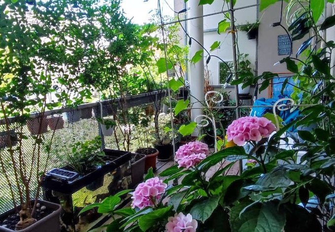 dicht bepflanzter Balkon