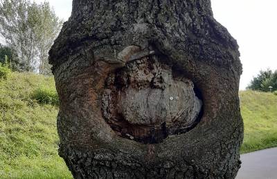 Aufgerissene Rinde am Stamm, freiliegendes Holz.