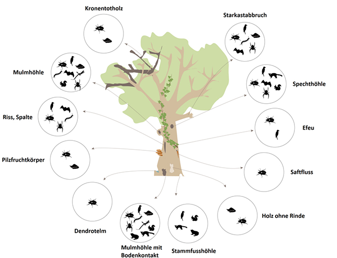 Abbildung verschiedener Mikrohabitate im Baum