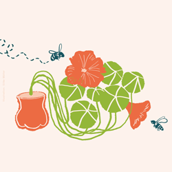 Illustration einer Kapuzinerkresse mit zwei Bienen