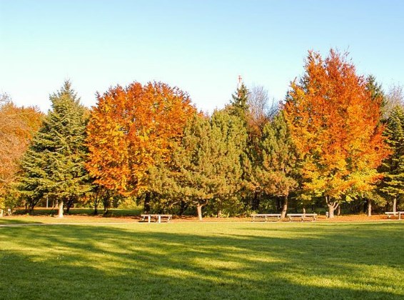 Herbstlicher Wasserwald