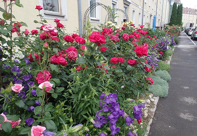 Ein schmaler Grünstreifen dicht bepflanzt mit üppig blühenden Rosen und anderen Blütenpflanzen.