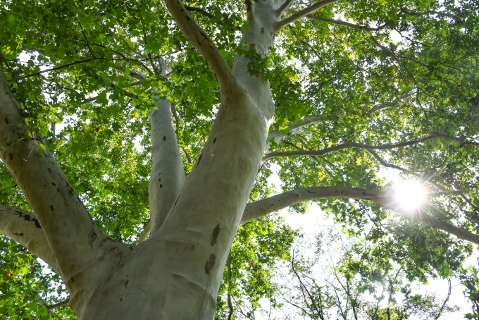 Blick von unten in die Baumkrone einer großen Platane mit grünem Laub