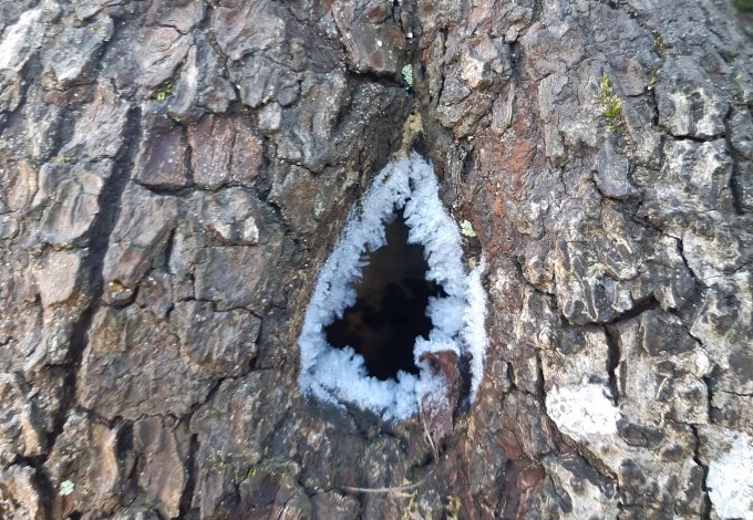 Foto: Werner Edlinger Höhle im Baumstamm
