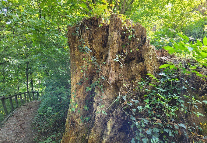 Foto: Gudrun Fuß Höhlen am Fuß eines abgestorbenen Stammes