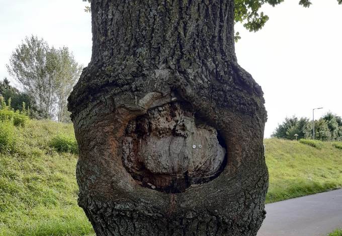 Foto: Werner Edlinger Freiliegendes Splintholz