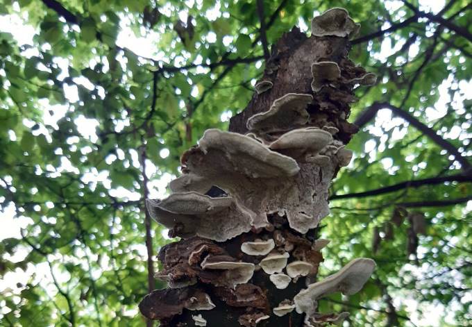 Foto: Werner Edlinger Pilzfruchtkörper