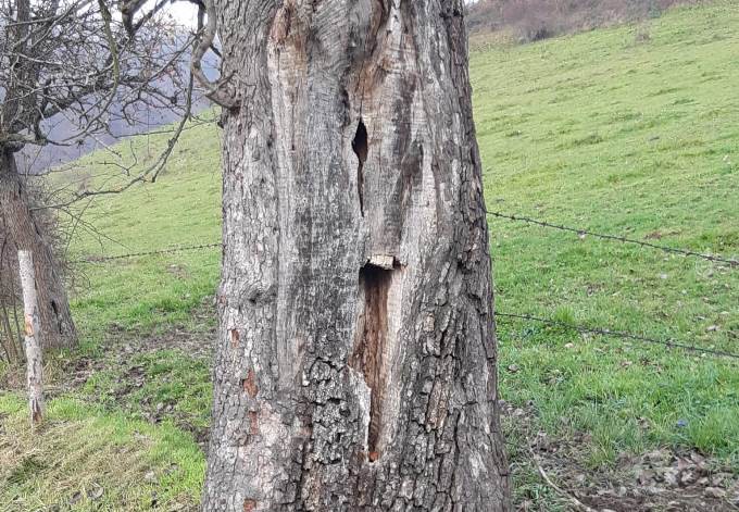 Foto: Werner Edlinger Risse und Spalten im Stamm