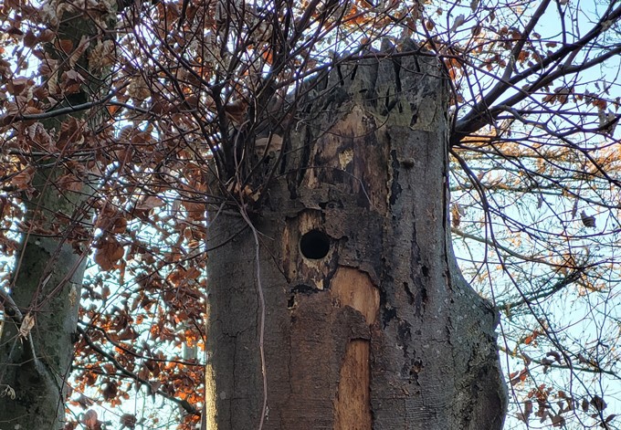 Foto: Archiv Naturkundliche Station Linz Spechthöhle im abgestorbenen Stamm