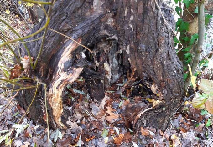 Foto: Werner Edlinger Höhle am Stammfuß