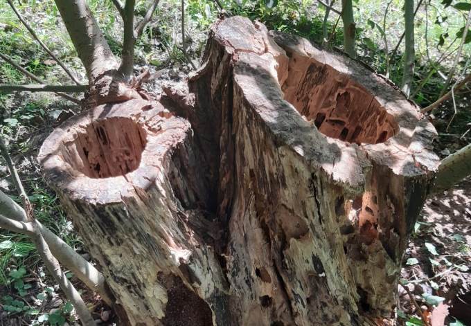 Foto: Werner Edlinger stark zersetzter Baum