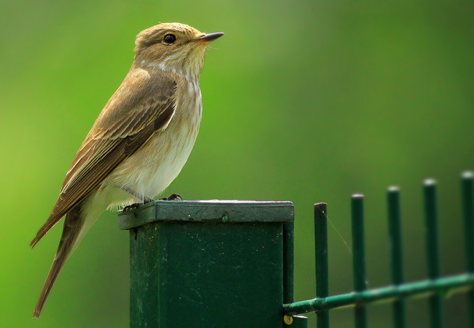 Foto: pixabay Grauschnäpper sitzt auf Zaunpfosten