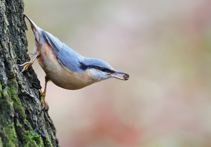 Foto: pixabay Kleiber Futter suchend am Baumstamm