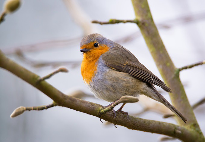 Foto: pixabay Rotkehlchen