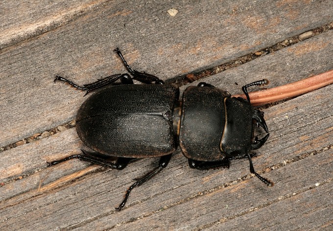 Foto: Josef Limberger Balkenschröter - ein schwarzer, kräftiger Käfer