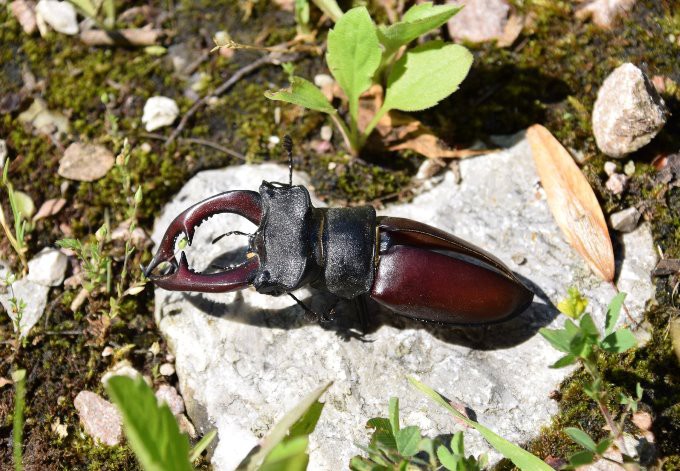Foto: Gudrun Fuß Hirschkäfer