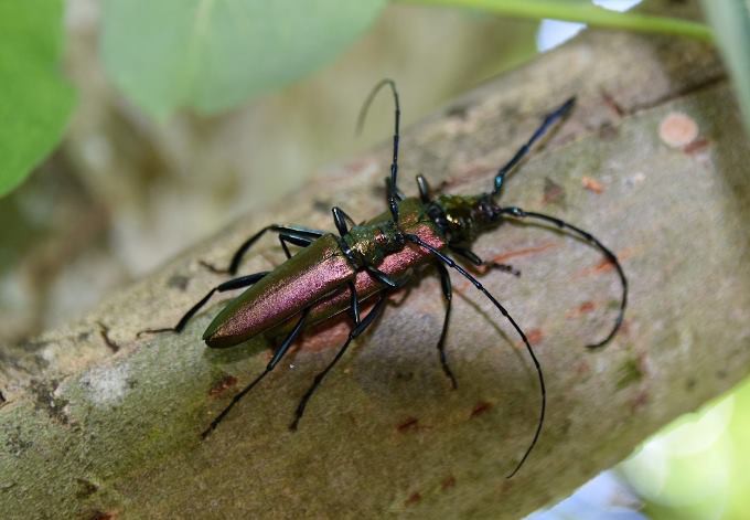 Foto: Gudrun Fuß sich paarende, metallisch schimmernde Moschusböcke