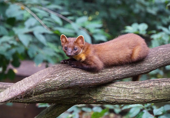 Foto: pixabay Baummarder