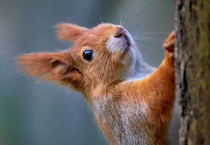 Foto: pixabay Eichhörnchen