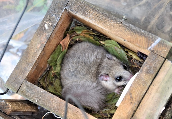 Foto: Gudrun Fuß Siebenschläfer im Nistkasten