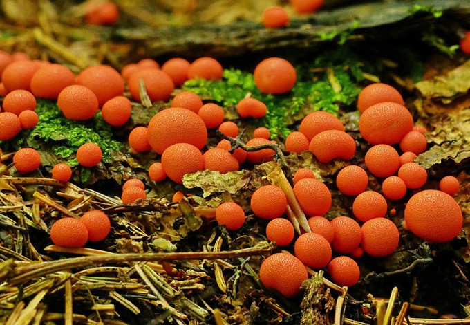 Foto: C. Weiermann, R. Jagersberger Blutmilchpilz mit seinen knallig orangenen, kleinen, kugelrunden Fruchtkörpern