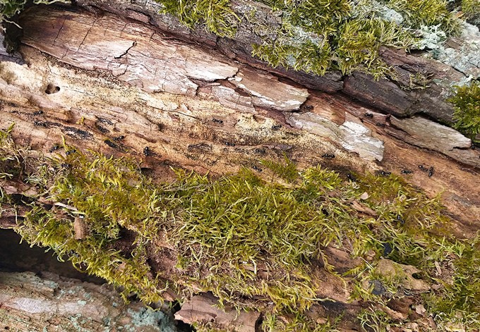 Foto: Gudrun Fuß Moos am zerfallenden Baumstamm