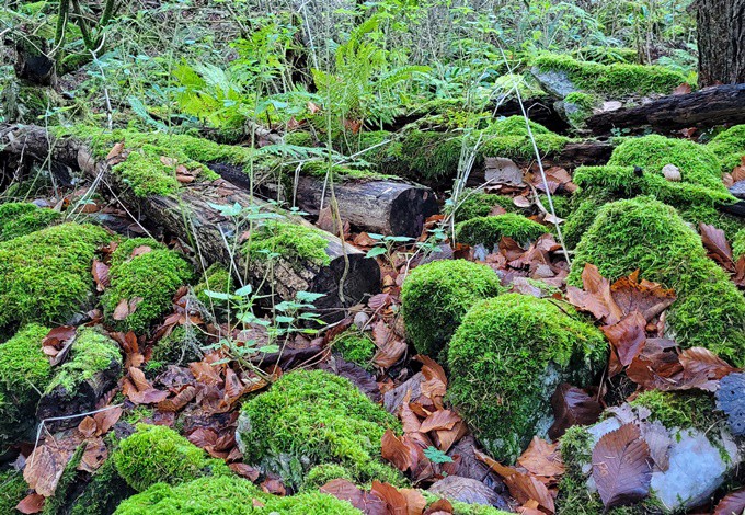 Foto: Gudrun Fuß Moos auf Steinen und Stämmen im Wald