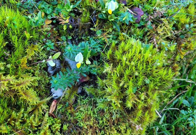 Foto: Gudrun Fuß verschiedene Moose