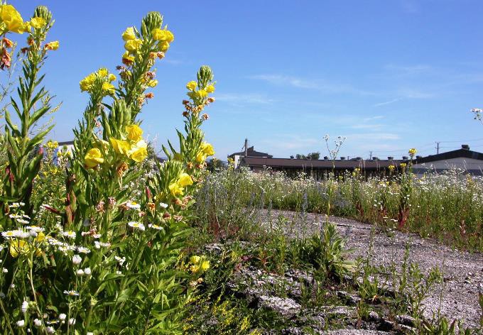 Foto: Julia Kropshofer Brachvegetation am Verschubbahnhof