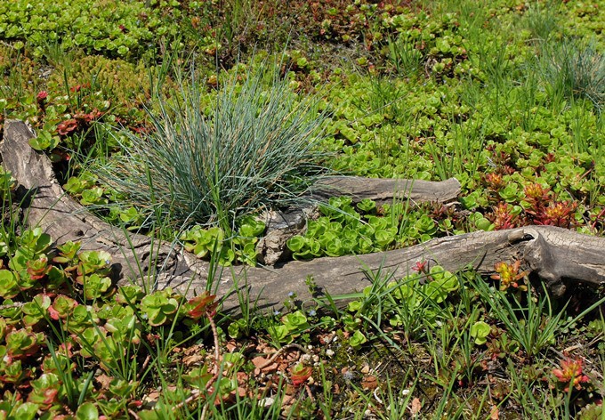 Foto: Naturkundliche Station Dachbegrünung