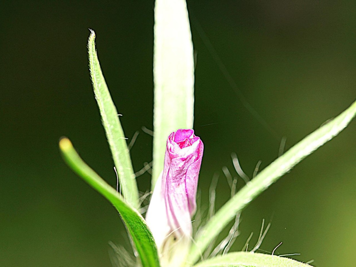 Foto: privat 3_Huemer_bildergalerie_grid