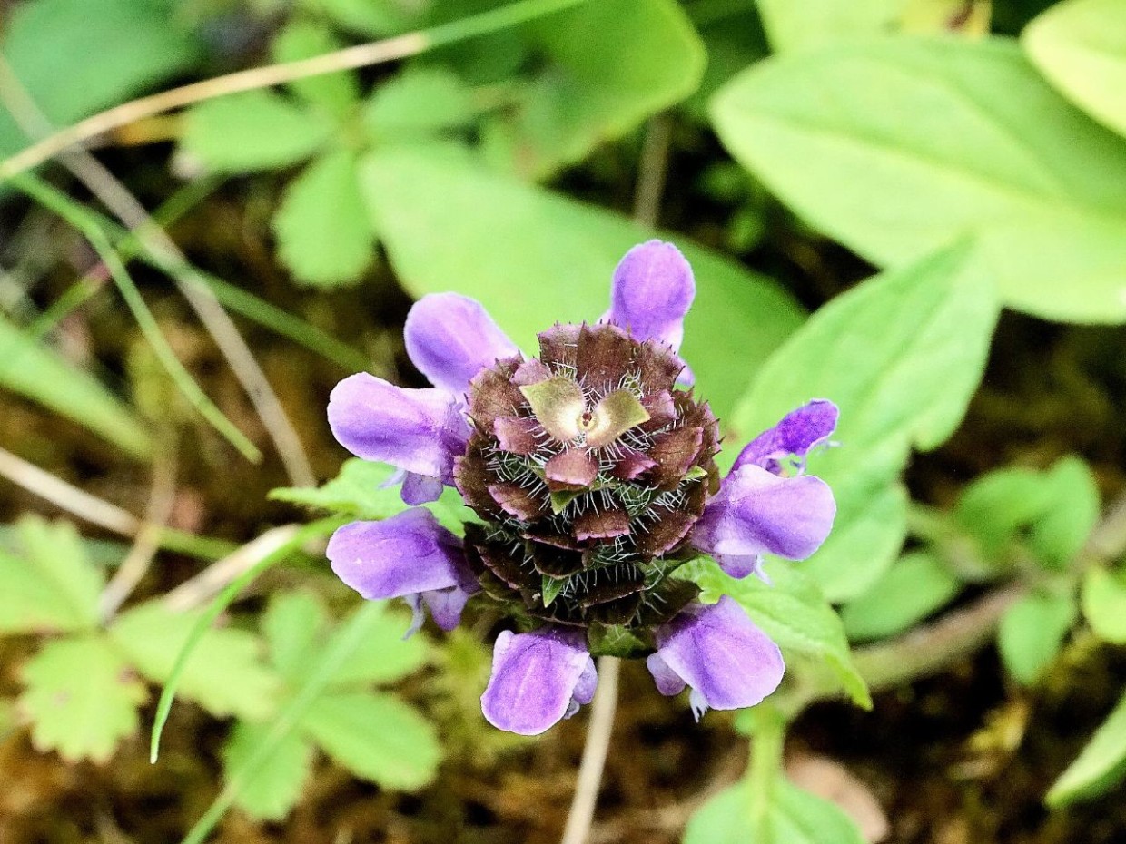 Foto: privat 4_Huemer_bildergalerie_grid