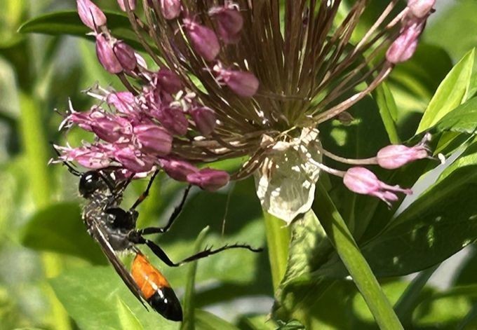 Christel Schmidt Insekten profitieren von den zahlreichen Blüten