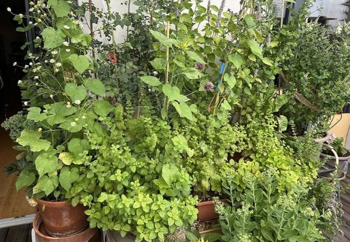 Christel Schmidt Kräuter