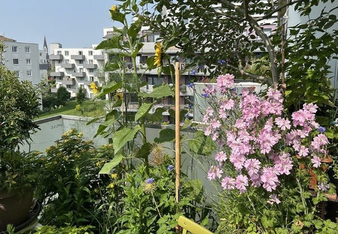 Christel Schmidt Sonnenblumen, Malve und andere Pflanzen