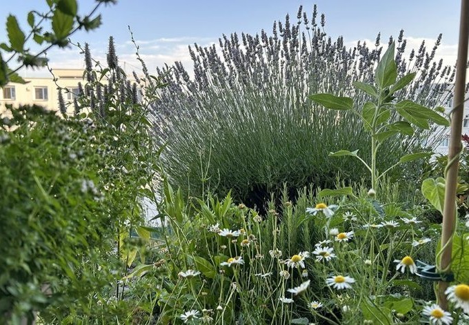 Christel Schmidt Lavendel und Margeriten