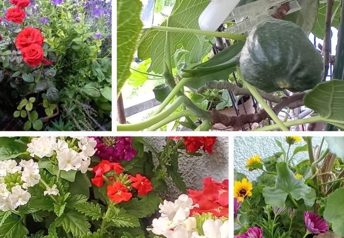 Gisela Frühwirth Collage von blühenden Pflanzen