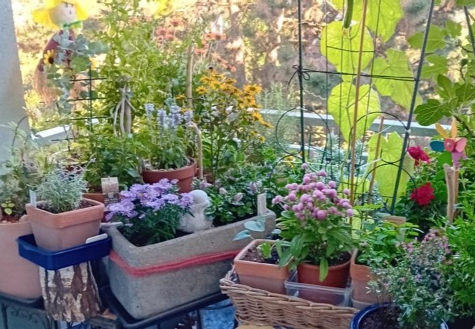 Gisela Frühwirth verschiedenste Blüten in zahlreichen Töpfen