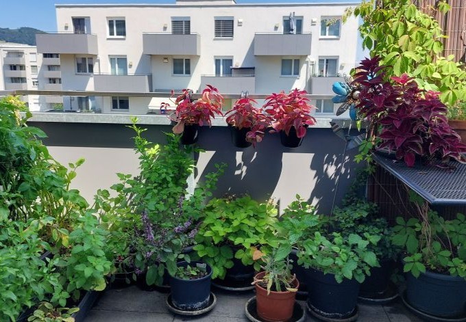 Gisela Mück buntes Blattwerk schmückt den Balkon