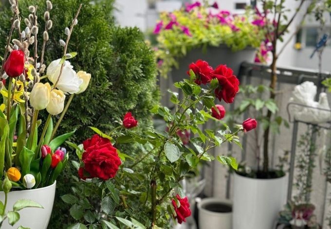 Krasimira Vassileva Rosen, Tulpen und andere Blüten zieren den Balkon