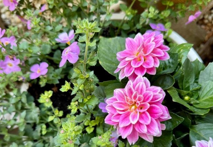 Krasimira Vassileva schön blühende, rosa Dahlie