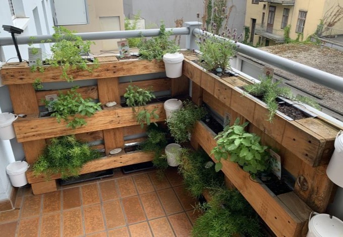 Eveline Trummer Kräuter im Paletten-Regal am Balkon