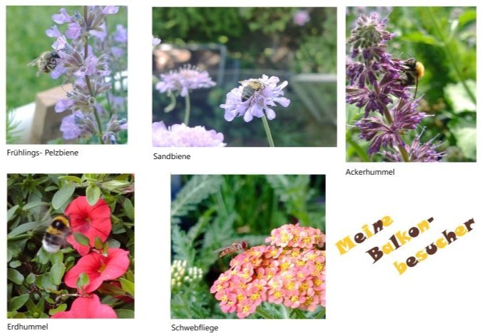 Philipp Schacherreiter Foto-Collage von Insekten, die die Blüten am Balkon besuchen